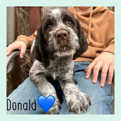 Spriffon Puppy - Springer Spaniel x Wirehaired Pointing Griffon, View more