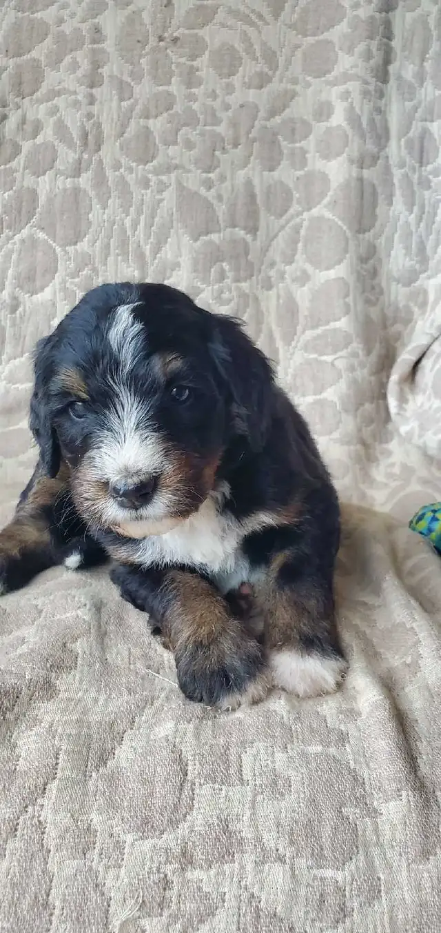 Bernedoodles !!  F1 smaller Puppy SALE !! in Dogs & Puppies for Rehoming in Kelowna - Image 10
