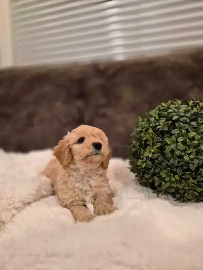 Toy/Miniature Poodle Puppies, View more