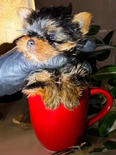 Only 1F 1M left - Adorable Yorkie Puppies!, View more