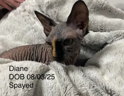 Sphynx Kittens, View more