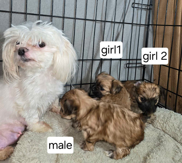 Gorgeous Morkie puppies! in Dogs & Puppies for Rehoming in Prince George - Image 4