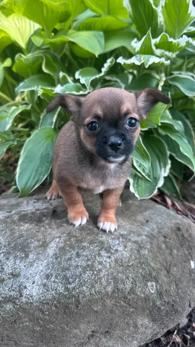 chihuahua dispo maintenant, View more