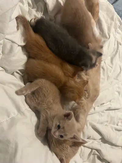 5 Adorable Kittens Looking for Their Forever Homes! ❤️, View more
