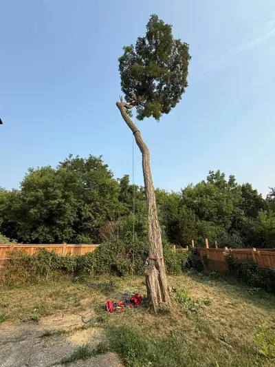 BEST PRICE TREE CUTTING/TRIMMING, View more