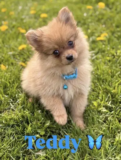 Small Pomeranian Puppies, View more
