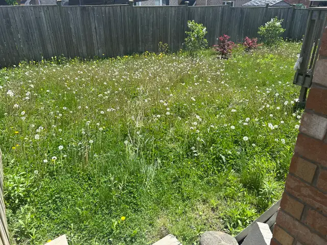same day lawn service !  in Lawn, Tree Maintenance & Eavestrough in City of Toronto - Image 8