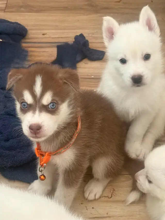 Husky Puppies in Dogs & Puppies for Rehoming in Windsor Region - Image 6