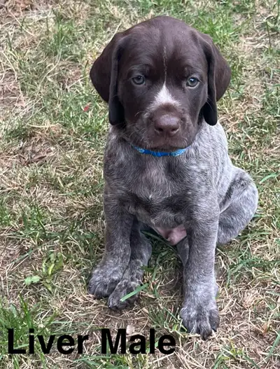 German Shorthair Pointer, View more