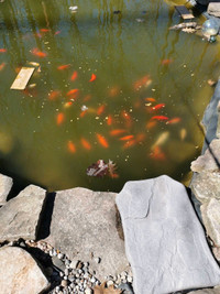 Outdoor pond fish