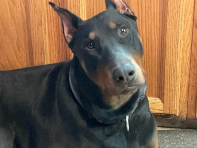 Male Doberman in Dogs & Puppies for Rehoming in Leamington - Image 2