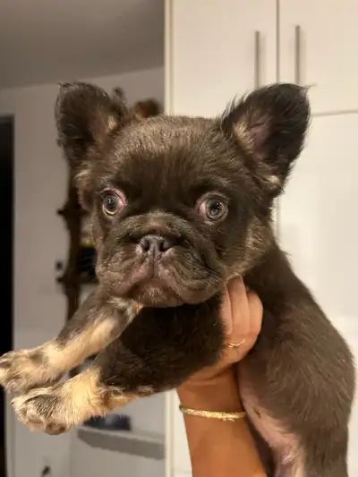 FRENCH BULLDOG - BOULEDOGUE FRANÇAIS, View more