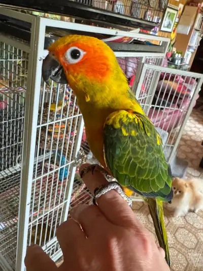 hand fed dna sexed sun conure , View more