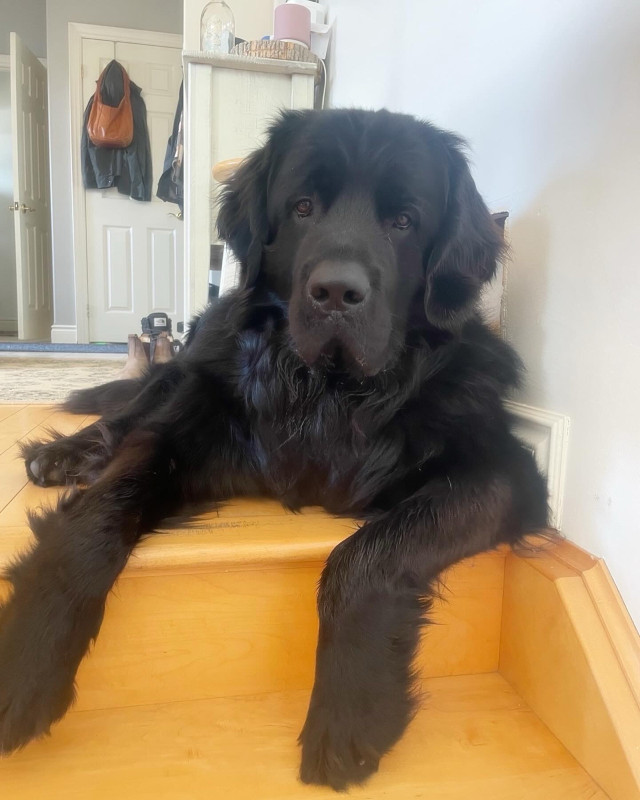Newfoundland puppies in Dogs & Puppies for Rehoming in Peterborough