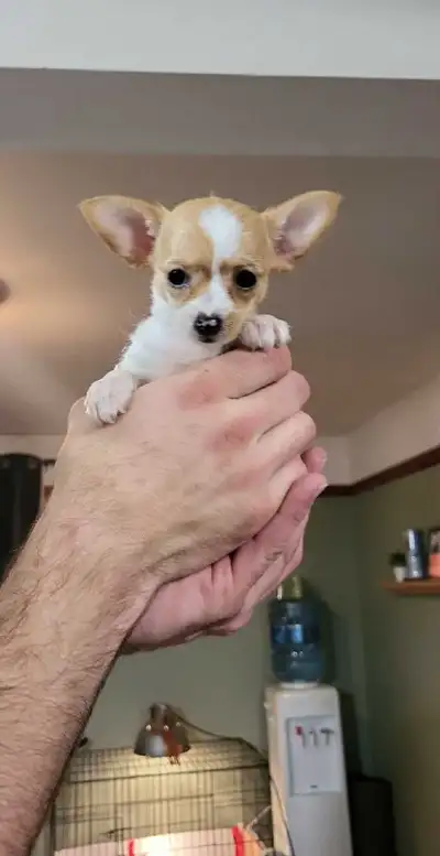 chiot chiuahua x yorkpoo , View more