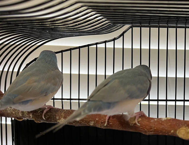 Gouldian finch  in Birds for Rehoming in Tricities/Pitt/Maple - Image 3