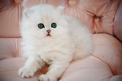 Persian Kittens - Silver Chinchilla