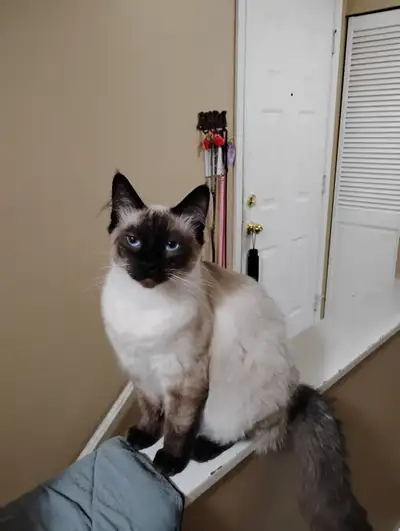 Ragdoll cross kittens arriving soon., View more