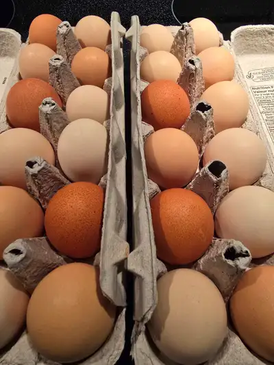 OEUFS FÉCONDÉS DE POULES, View more