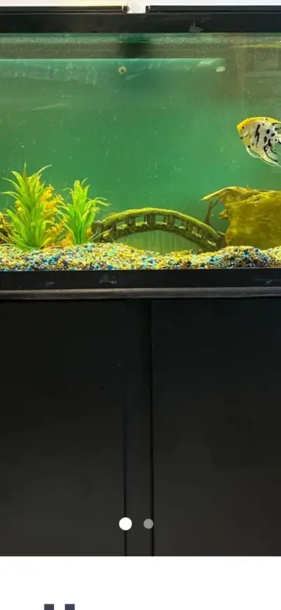  55 gallon aquarium, View more