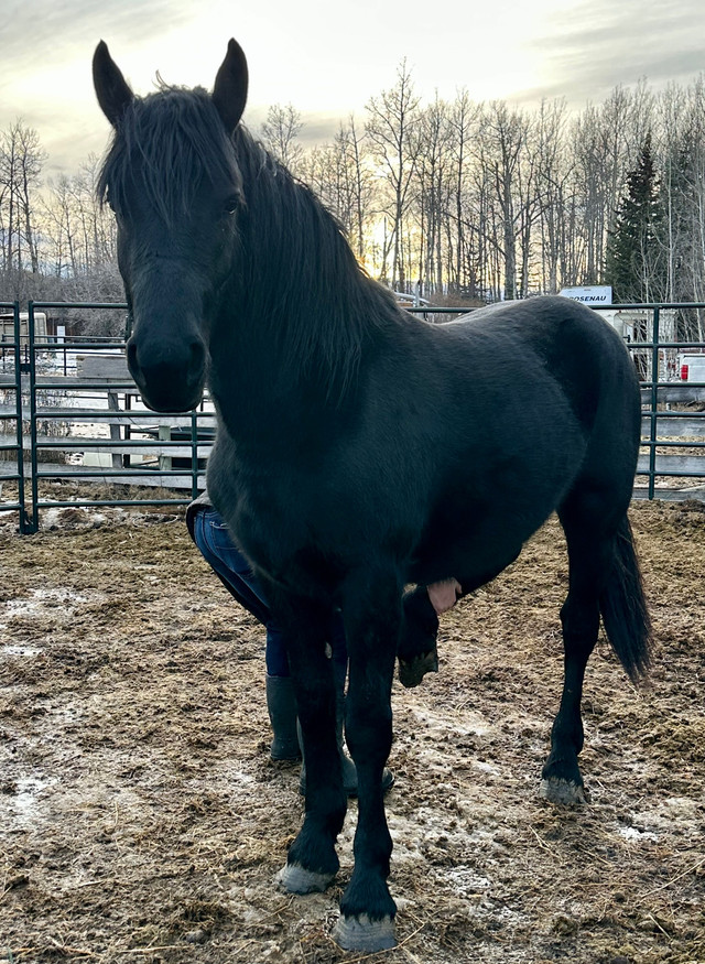Last chance 50/50 Friesian Percheron Stallion in Horses & Ponies for Rehoming in Dawson Creek - Image 3