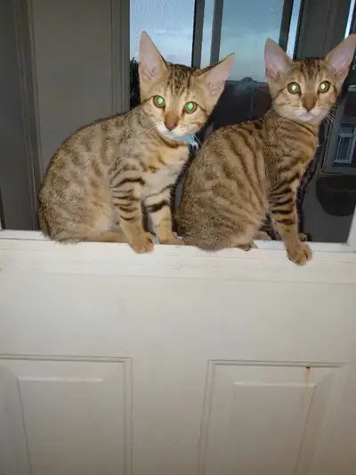 Chat Bengal Savannah Cat, View more