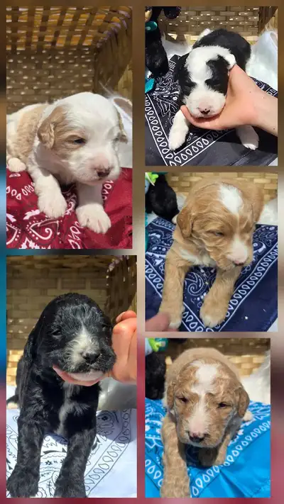 Magnifiques chiots bernedoodle F1b disponibles pour réservation. 5 mâles et 6 femelles. Nées 19 avri...