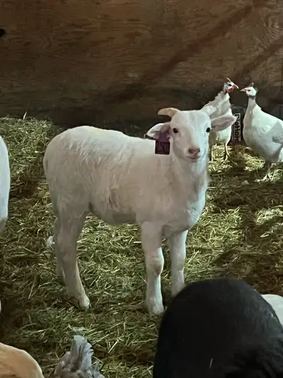 ram lambs, View more