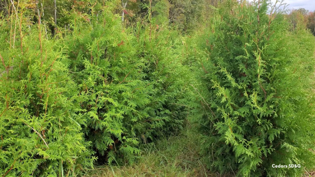 Cedar Privacy Hedges / Farm Grown Cedars  / Hedge Cedar Trees in Plants, Fertilizer & Soil in Ottawa - Image 4