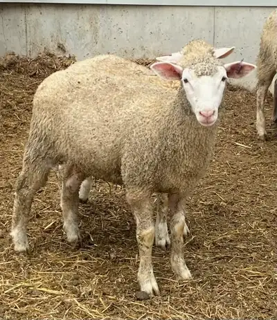 Ewe Lambs, View more