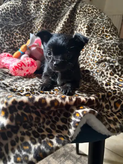 Yorkie/Chihuahua female black with a little white on her chest she is very small so she is not ready...