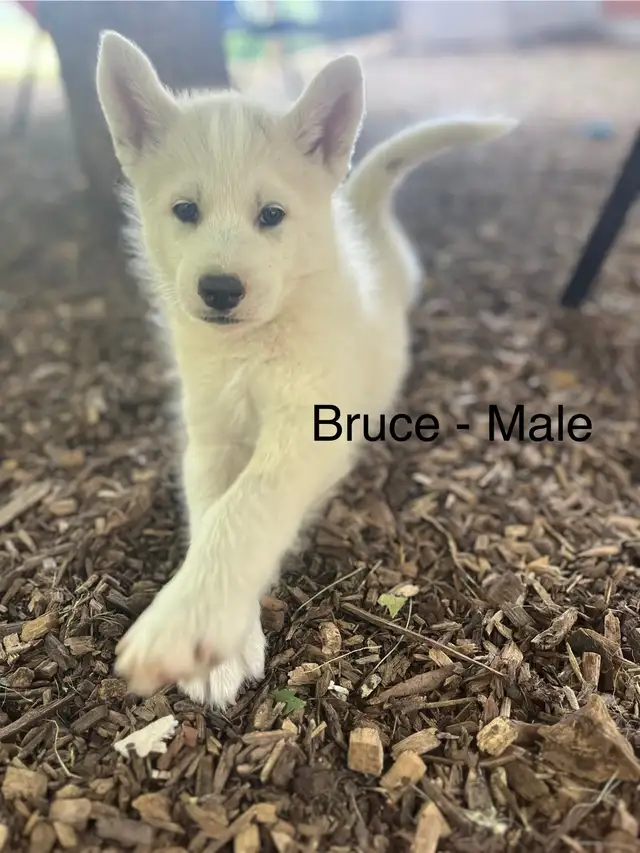 Pomsky Puppies - Ready for Homes July 18th in Dogs & Puppies for Rehoming in Markham / York Region - Image 2