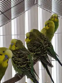 Budgie Pairs for Sale