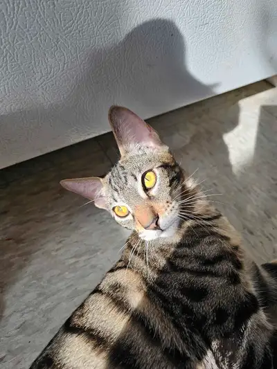 Magnifiques chatons Bengal-Siamois. Plus qu'un restant!, View more