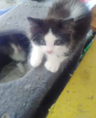 kitten's for Loving home read the description , View more