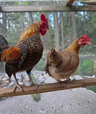 Birds available in Sooke , View more