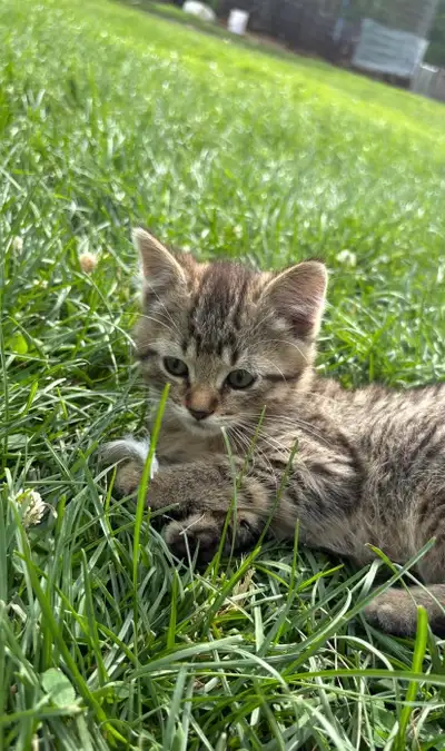 Adorable Male Kitten!!!, View more