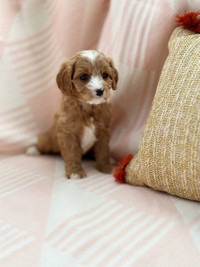 Beautiful Cavapoo Puppies Are Looking For Living Family
