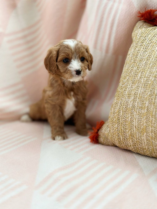 Beautiful Cavapoo Puppies Are Looking For Living Family in Dogs & Puppies for Rehoming in Mississauga / Peel Region