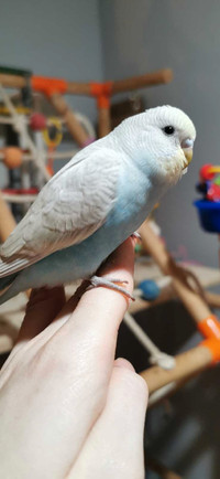 Looking to rehome older budgies 
