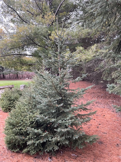 Spruce Trees in Plants, Fertilizer & Soil in Guelph - Image 4