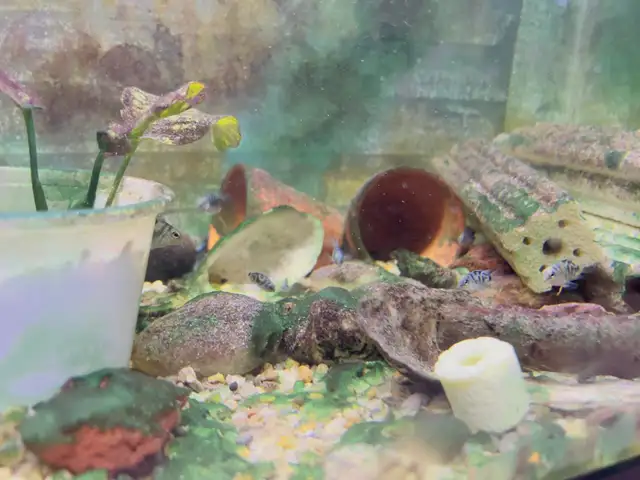 polar blue mini parrot fish (1/2)inch in Fish for Rehoming in Richmond - Image 4