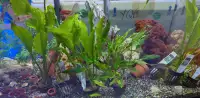 Plante D aquarium