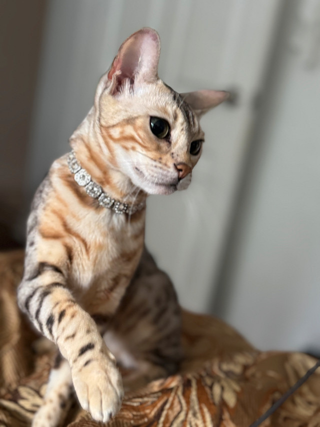 Belle chatte Bengal à vendre dans Chats et chatons à adopter  à Ville de Montréal - Image 3