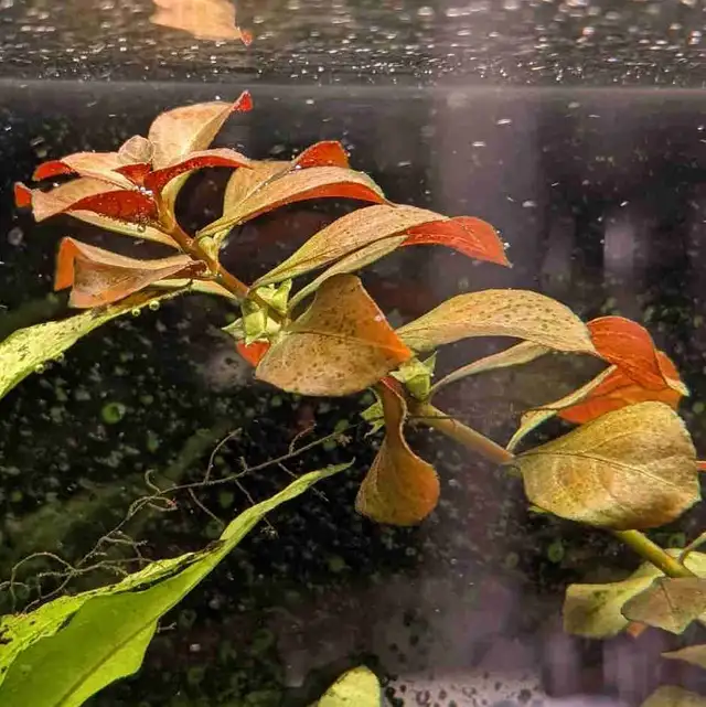 Ludwigia Ovalis in Fish for Rehoming in Kitchener / Waterloo - Image 2