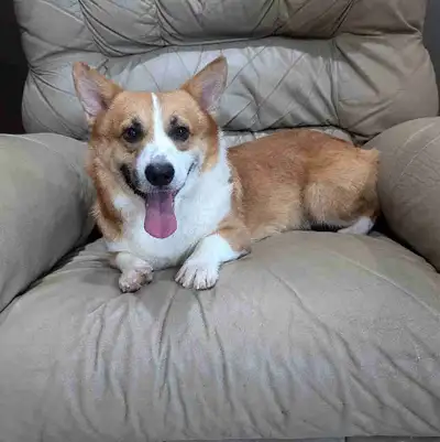 Male Corgi Looking for Home, View more