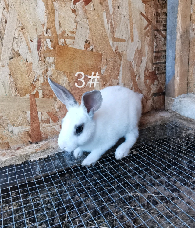 Purebred Rex Small Animals for Rehoming Winnipeg Kijiji