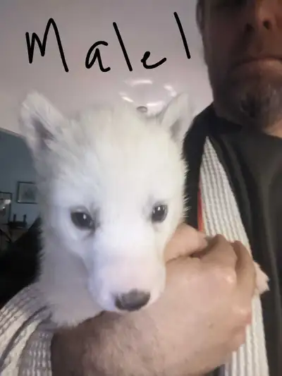 snow-white Siberian Husky puppies, View more