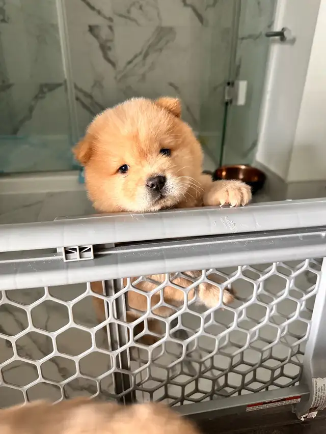Chow Chow puppies Ready to go in Dogs & Puppies for Rehoming in Oakville / Halton Region - Image 8