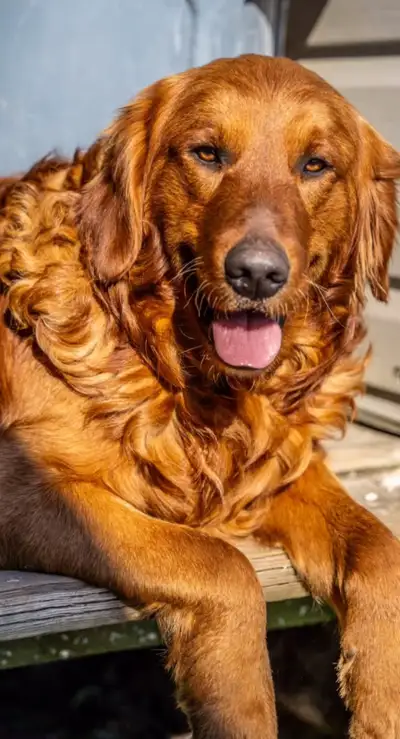 CKC Registered Red Golden Retriever Puppies, View more